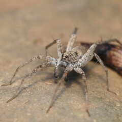 Pardosa mercurialis