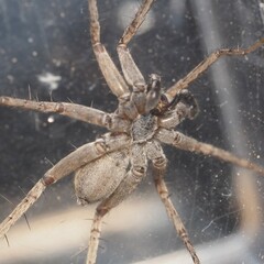 Pardosa mercurialis