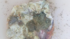 Conopeum chesapeakensis