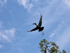 Anastomus lamelligerus