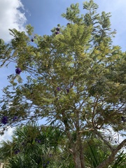 Jacaranda