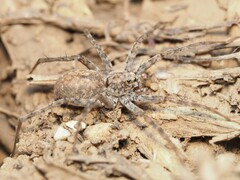 Pardosa mercurialis