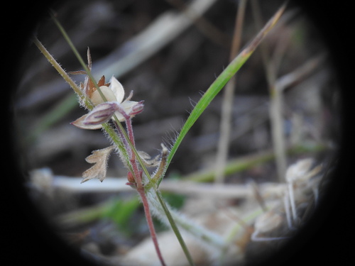 Image of Bromus intermedius by (c) Yves Bas, some rights reserved (CC BY)
