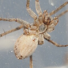 Pardosa mercurialis