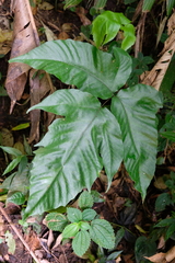 Tectaria heracleifolia