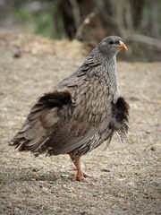 Pternistis natalensis