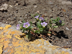 Nama hispida