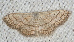 Scopula sinnaria
