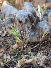Bromus intermedius