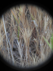 Bromus fasciculatus