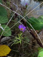 Erigeron foliosus