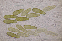 Splanchnonema pupula