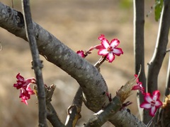Adenium multiflorum