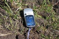 Ranunculus flammula ovalis