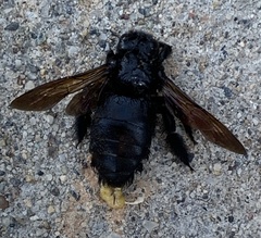 Xylocopa sonorina