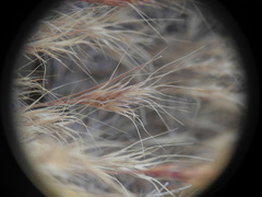Bromus fasciculatus