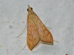 Antigastra catalaunalis