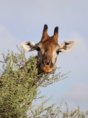 Giraffa camelopardalis