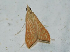 Antigastra catalaunalis