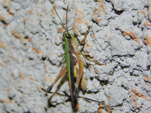 Roduniella insipida