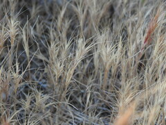 Bromus fasciculatus