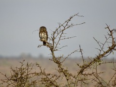 Glaucidium perlatum