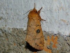 Alenophalera