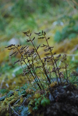 Cryptogramma stelleri