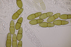 Splanchnonema pupula