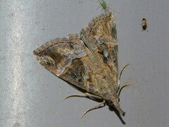 Hypena laceratalis