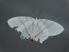 Dissoprumna erycinaria