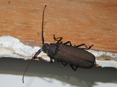 Prioninae