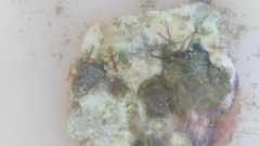 Conopeum chesapeakensis