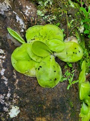 Pinguicula moranensis
