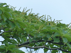 Hymenodictyon obovatum