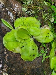 Pinguicula moranensis