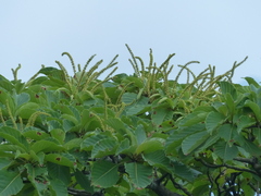 Hymenodictyon obovatum