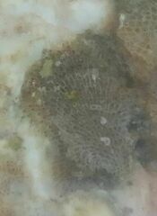 Conopeum chesapeakensis