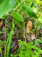 Haploglenius flavicornis