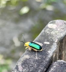 Cacoscelis marginata