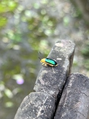 Cacoscelis marginata