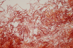 Scytinostroma hemidichophyticum