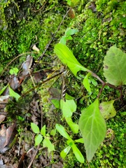 Haploglenius flavicornis