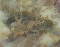 Conopeum chesapeakensis