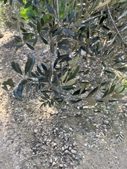 Olea