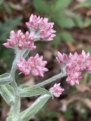 Pseudognaphalium roseum