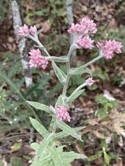 Pseudognaphalium roseum