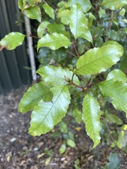 Pterophylla racemosa