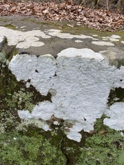 Phlyctis petraea