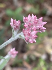 Pseudognaphalium roseum